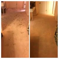 Knockout Carpet Cleaning image 1